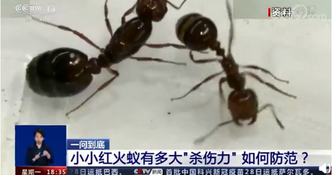 红火蚁已入侵12省份,红火蚁为什么毒性那么大？它是从哪里来的？