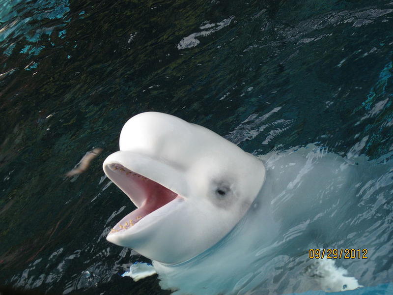 白鲸可以模仿人类的言论，让潜水员浮出水面
