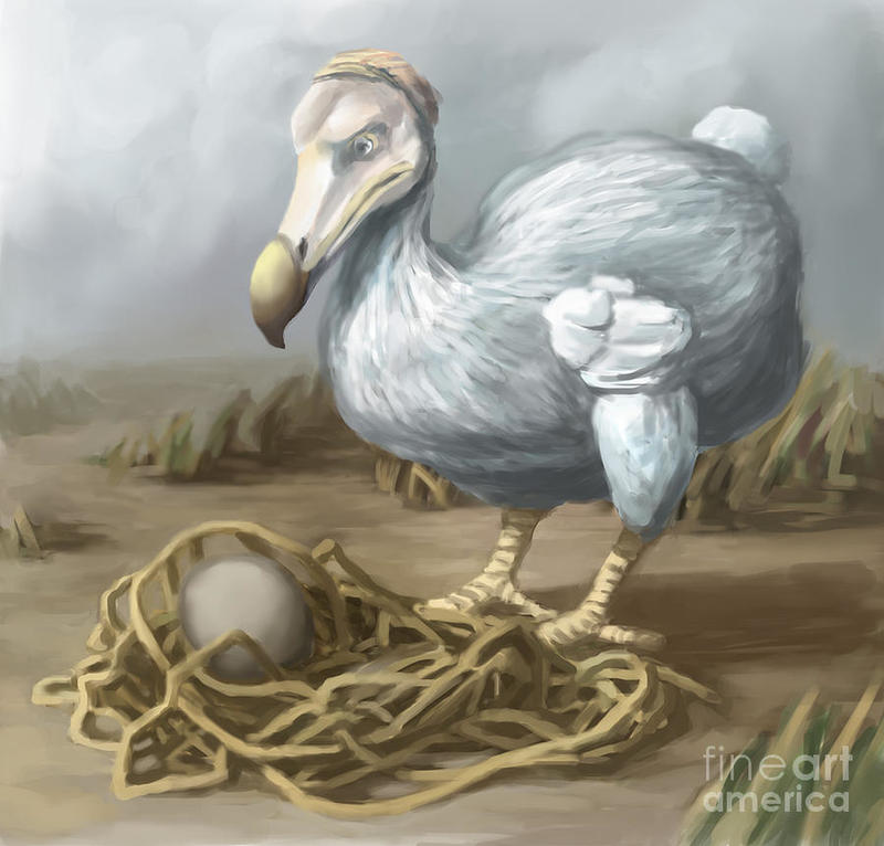 渡渡鸟（Dodo Birds）-一个被误解的灭绝故事