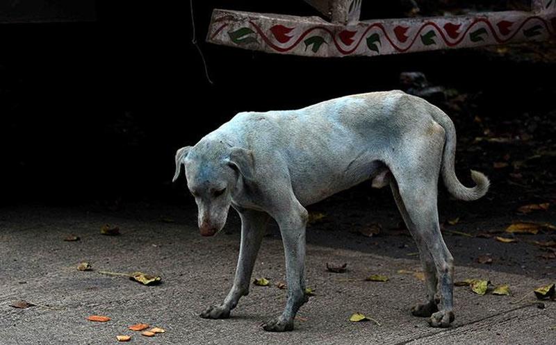 流浪狗在孟买的街道上变蓝