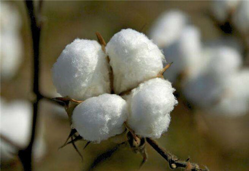 新疆棉花的特点和棉花供应情况